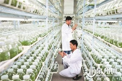 晉江 持續(xù)創(chuàng)新轉型，在農(nóng)業(yè)科研領域繼續(xù)扛旗領跑