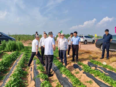 國家甘薯產(chǎn)業(yè)體系首席專家來我市調(diào)研指導農(nóng)業(yè)科學研究與試驗發(fā)展